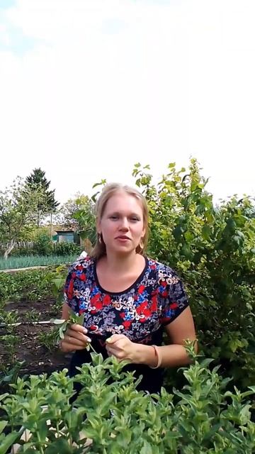 Чай с мятой #чай #мята#правильное питание#сбалансированное питание смотреть онлайн