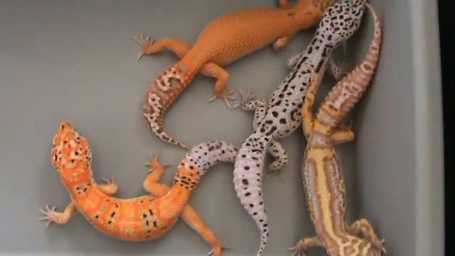 Bell Albino Leopard Gecko Group смотреть онлайн
