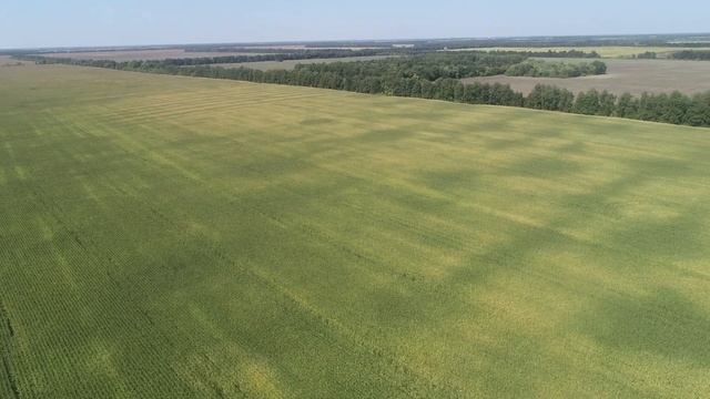 DJI 0007 смотреть онлайн