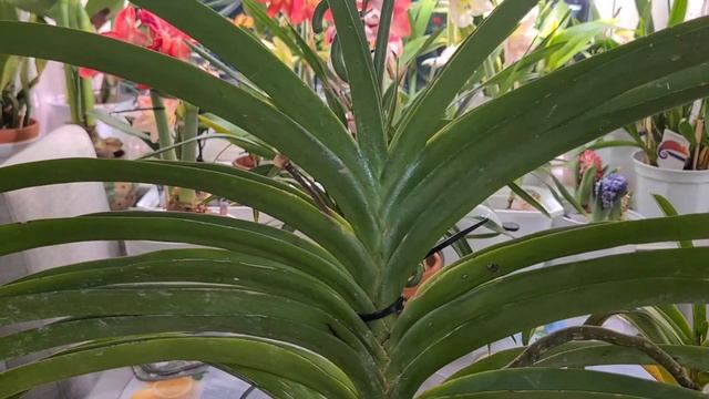 Repotting Vandacostylis Ploenpit Blue And Epidendrum Parkinsonianum