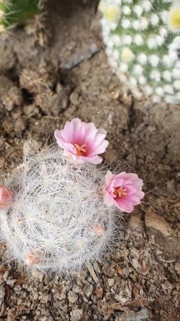 Mammillaria Glassii in Bloom смотреть онлайн