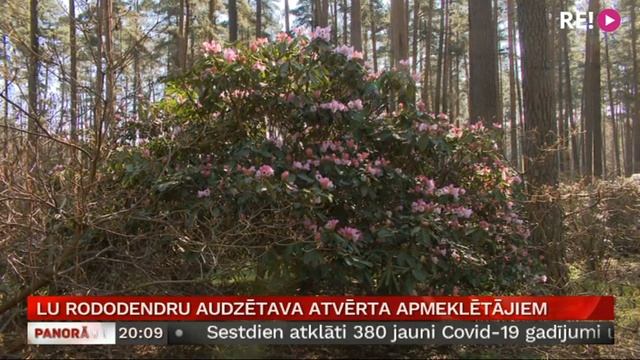 LU rododendru audzētava atvērta apmeklētājiem смотреть онлайн