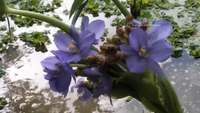 Amazing Herbal Plant- Secret Health Benefits of Monochoria Hastata | Arrow Leaf Pondweed смотреть онлайн
