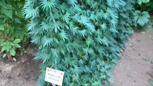 Некриминальная ипомея - квамоклит