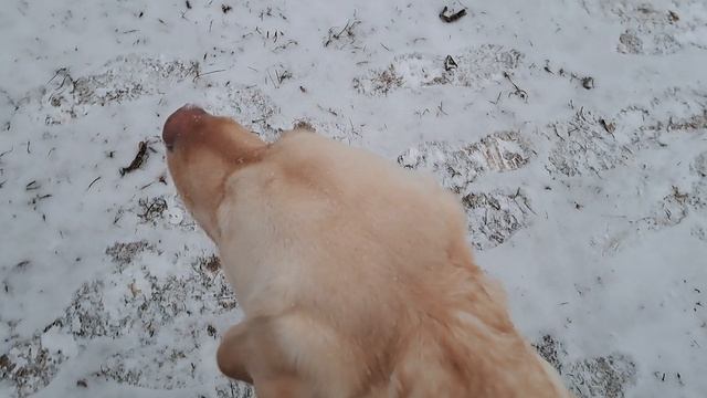 Приехала Боняша на каникулы смотреть онлайн