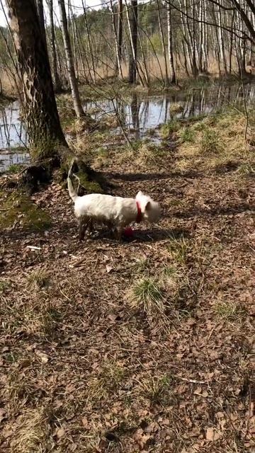 Жара, болото - все, что надо для вестика :) смотреть онлайн