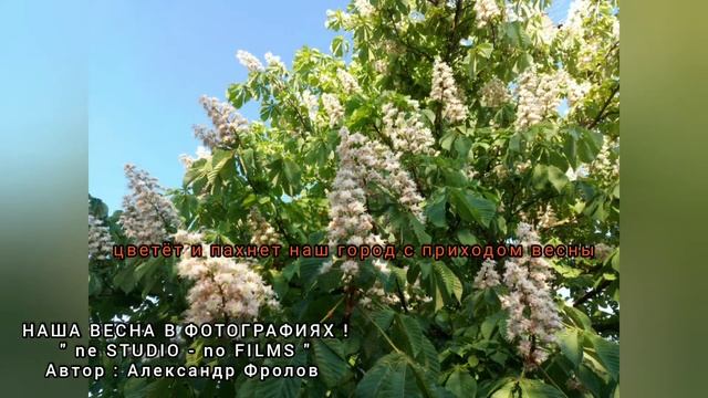 г.ЗМИЁВ ЦВЕТЁТ И ПАХНЕТ НАШ ГОРОД ВЕСНОЙ ! смотреть онлайн
