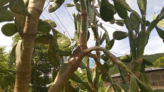 DIFERENCIAS ENTRE CACTUS,TUNA Y NOPAL смотреть онлайн