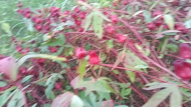 TANAMAN SULTAN !! TANAMAN ROSELA !! TANAMAN ORGANIK !! TANAMAN HERBAL