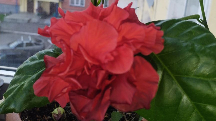 √5 гибискус 118