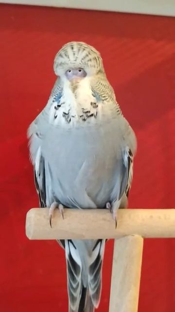 Самочка ВВП серая классическая, возраст 47 дней смотреть онлайн