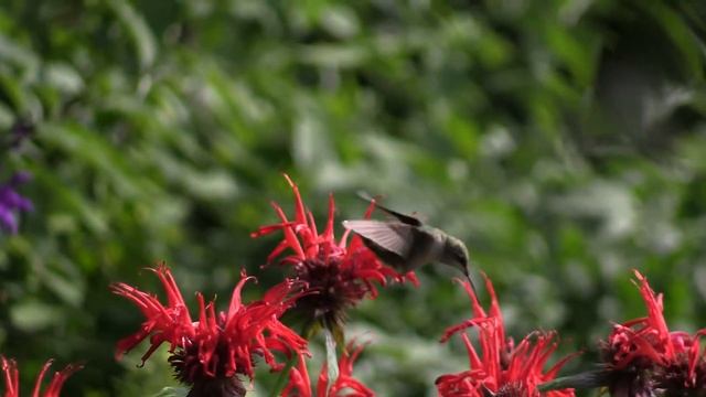 monarda fast clip смотреть онлайн