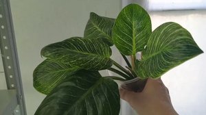 Найдена причина деформированных листьев у филодендрона Биркин #филодендрон