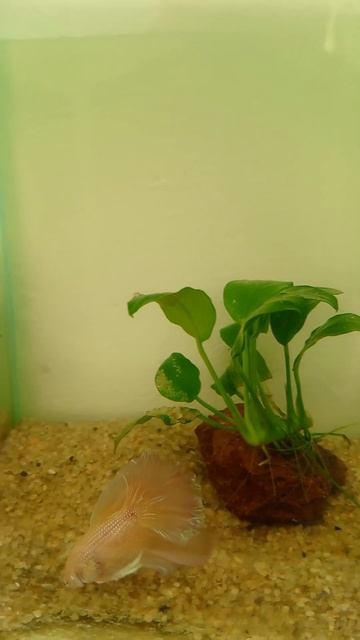 Бойцовая рыбка петушок. Желтый ХальМун смотреть онлайн