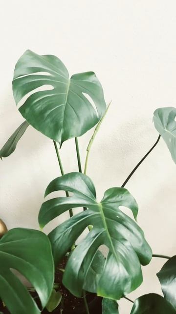 Monstera lover 🌱 #monstera #indoorplants #plantlover #plants смотреть онлайн