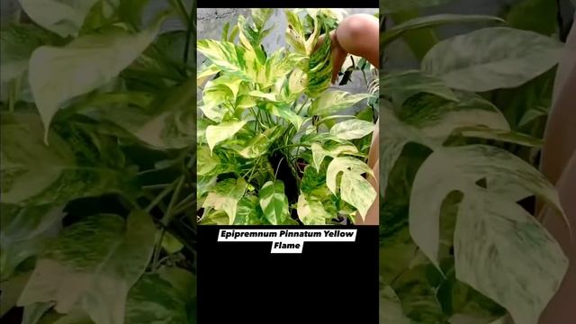 August 17, 2023 смотреть онлайн