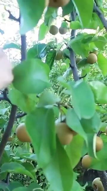 Harvesting -Many Baskets Full of Asian Pear in My backyard #green #plants #fruit смотреть онлайн