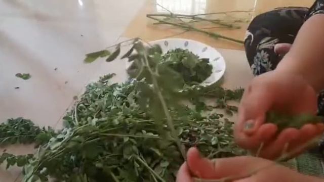 Moringa Fry || daun kelor di india|| Amana vlog смотреть онлайн
