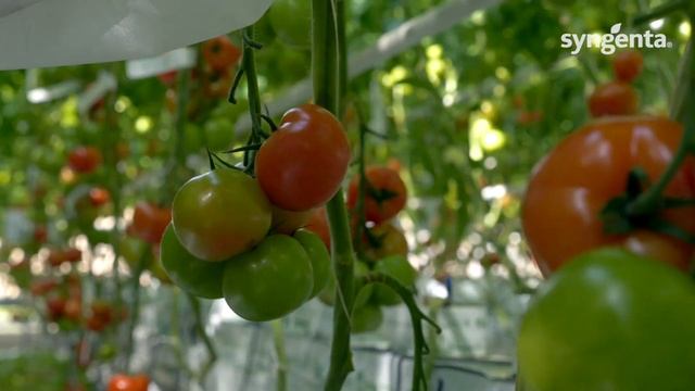 Introducing - 8C18007 - Loose round Tomato – Syngenta Vegetable Seeds смотреть онлайн