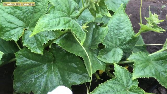 Urgently give soda to cucumbers and you will harvest in buckets until autumn! Cucumber care смотреть онлайн