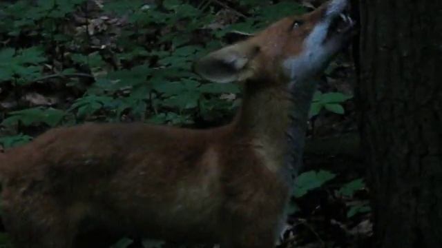 Лисенок в Бутовском лесу Fox cub in Butovo Forest (Moscow, 25-07-2011) смотреть онлайн