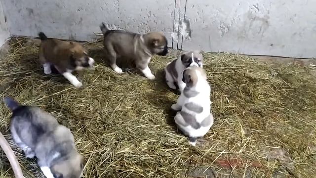 САО помет 15.12.2021 смотреть онлайн