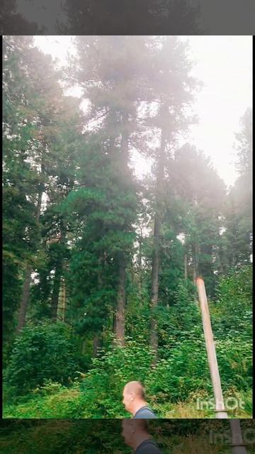 #shorts Звенящие кедры СИБИРИ! 🌲🌲🌲❤ смотреть онлайн
