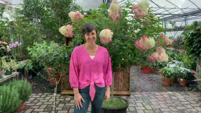 Cottage Farms 1-Piece Berry White Hydrangea Tree Live Plant On QVC