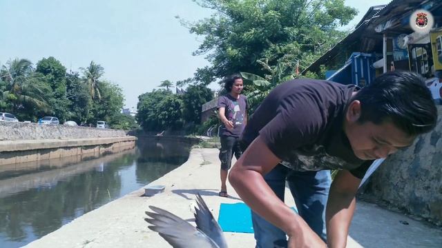 BURUNG MERPATI/DARA BLOROK MATA LIP-LAP & MEGAN GANTI CEWEAN UNTUK PACEKAN смотреть онлайн