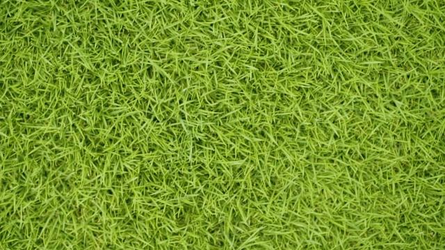 Zeon Zoysia