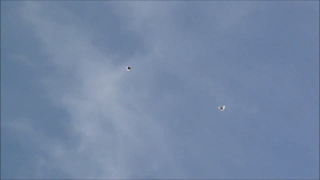 Голуби серпастые. 17. 06. 2023. смотреть онлайн
