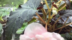 Бегония СвитСпайс Апл Блоссом (Begonia SweetSpice Apple Blossom)