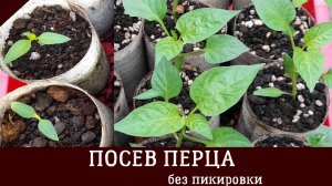 СЕЮ ПЕРЕЦ БЕЗ ЗАМОРОЧЕК и получаю отличный урожай! Как посеять перец на рассаду в 2025 году