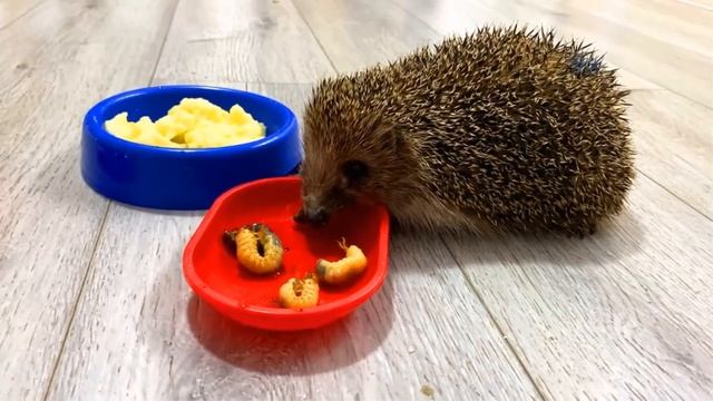 Їжак. Знайомий незнайомець. Чи все ми знаємо про звичайних їжачків? смотреть онлайн