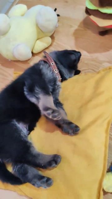 #овчарка #собака #ребенок смотреть онлайн