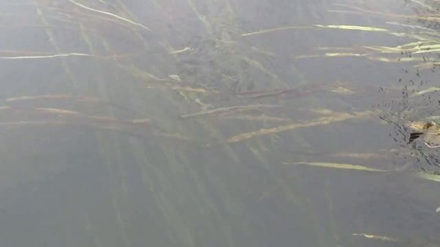 д.Знаменка, Митропольский с_с, Бондарский район смотреть онлайн