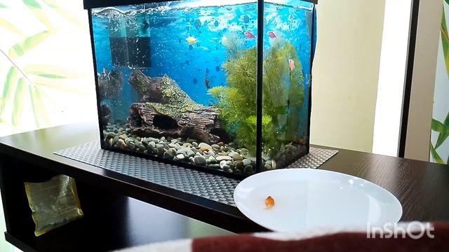 Почему умирают рыбки в аквариуме. смотреть онлайн