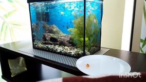 Почему умирают рыбки в аквариуме.