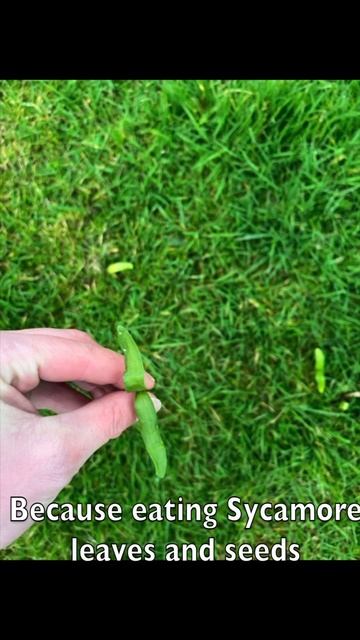 Beware Sycamore Seedlings - spring смотреть онлайн
