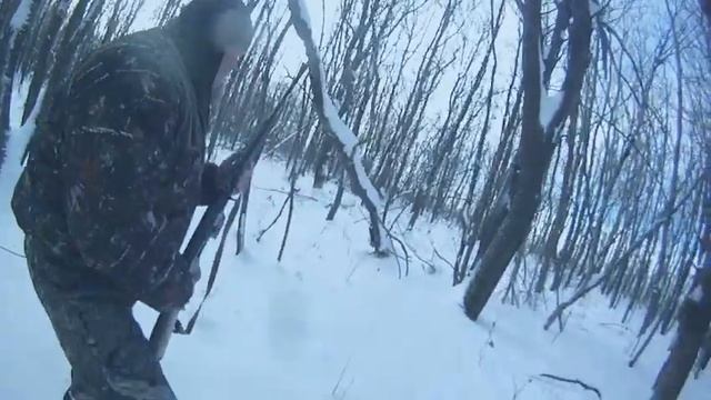 Охота с лайками на кабана Батый и Атос.Лайки Пономарева.О смотреть онлайн