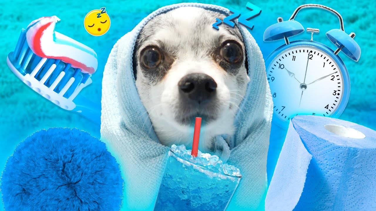 Утро в голубом цвете глазами собаки! День рождения Эйвана! смотреть онлайн