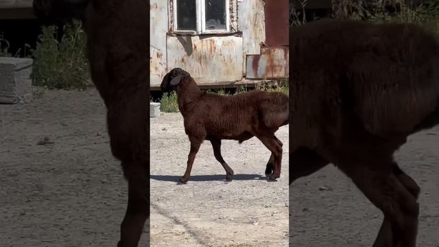 КАШТАН кочкор молочные зубы!!! смотреть онлайн