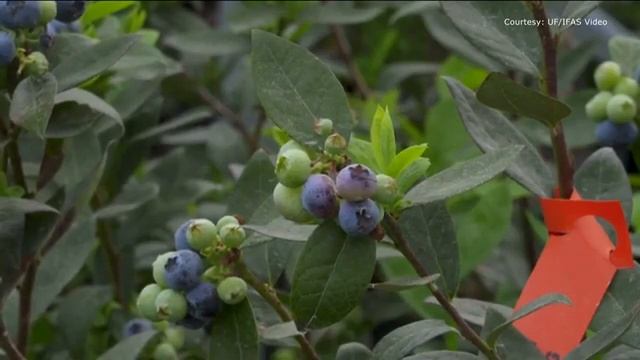 Florida scientists aim to create the perfect blueberry смотреть онлайн