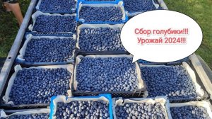 Массовый сбор урожая голубики!!!