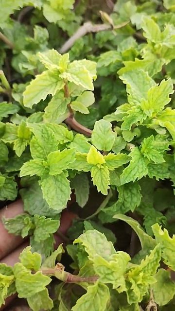 #youtubeshorts #flowers #gardenflowerplants смотреть онлайн