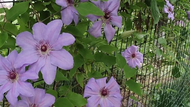 Доброе утро! Весеннее настроение! смотреть онлайн