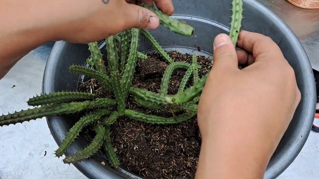 Trasplante y cuidados de mis huernias, stapelias y orbeas. смотреть онлайн