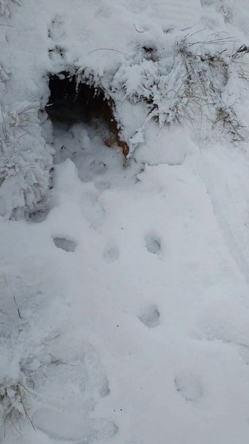 приехали на охоту, гуляем смотреть онлайн