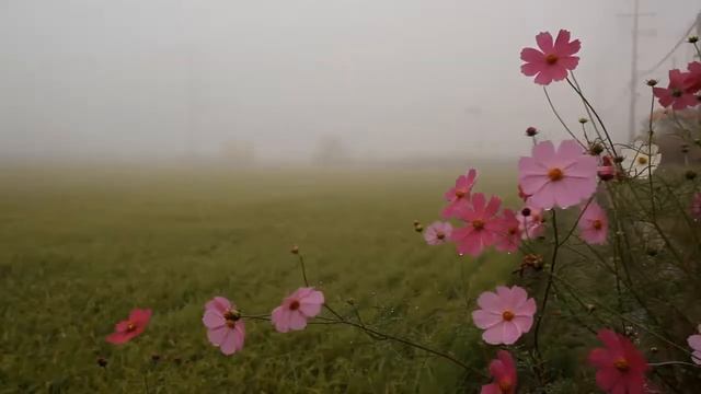 A Winter Morning with Cosmos Flowers, Morning Refresh Music смотреть онлайн