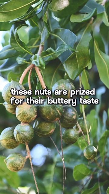 Delicious World of MacadamiaNuts Nature's Tastiest Treasure #shorts #macadamianuts @Plants-World смотреть онлайн